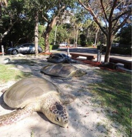 Gumbo Limbo Boca Raton Gumbo Limbo Boca Raton