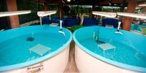 Gumbo Limbo Boca Raton Gumbo Limbo Boca Raton