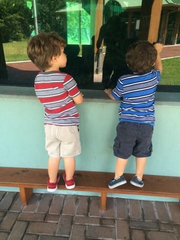 Gumbo Limbo Boca Raton Gumbo Limbo Boca Raton