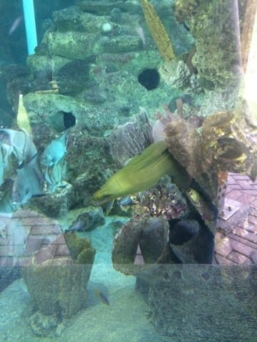 Gumbo Limbo Boca Raton Gumbo Limbo Boca Raton