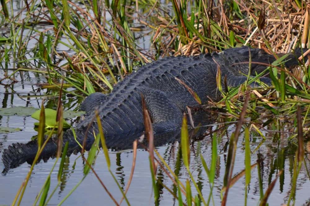 Green Cay Nature Center Featured 2