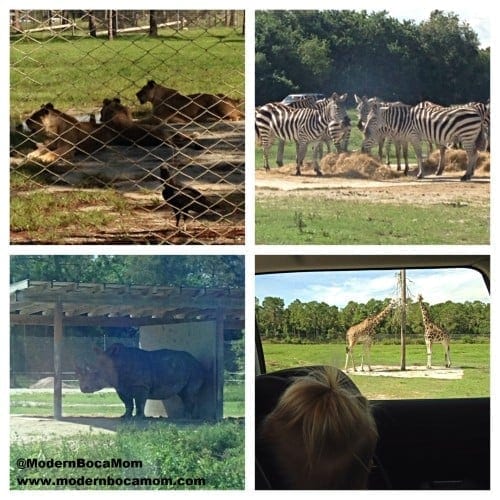 LCS Modern Boca MomWM