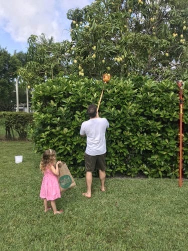 Mango picking in Florida Mango picking in Florida
