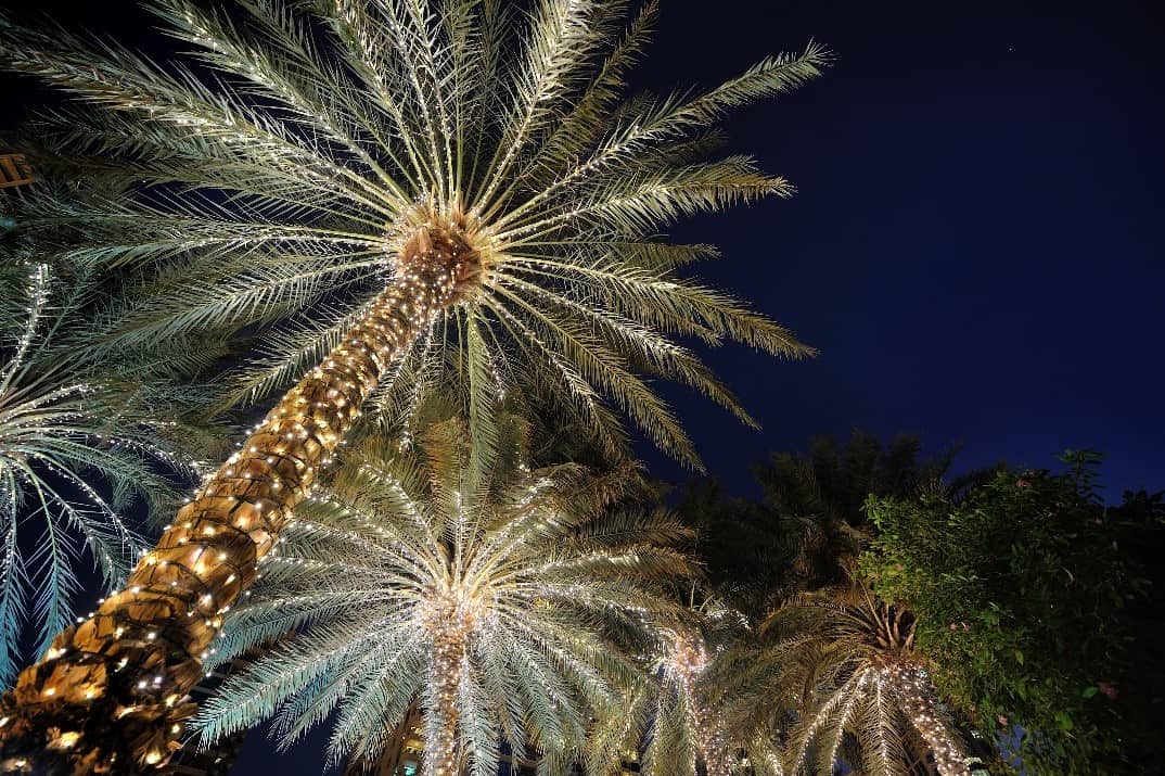 1. Garden of Lights Palm Tree