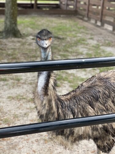 Westgate River Ranch on a Budget 19