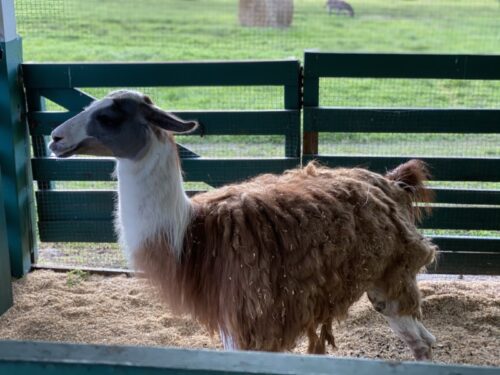 Westgate River Ranch on a Budget 20