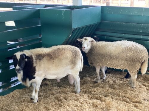 Westgate River Ranch on a Budget 21