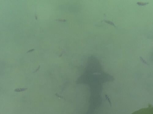 Renting a Tiny House in the Florida Keys with Your Family Renting a Tiny House in the Florida Keys with Your Family