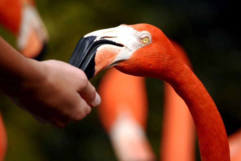 flamingo gardens