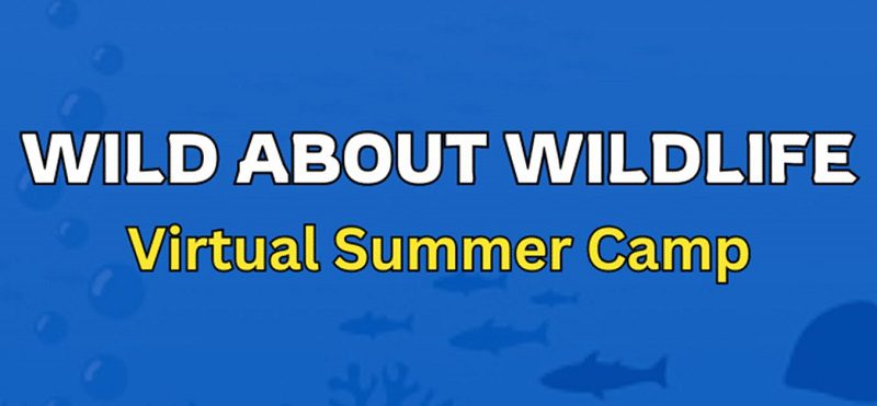 2025 South Florida Spring Break Camps Manatee Lagoon