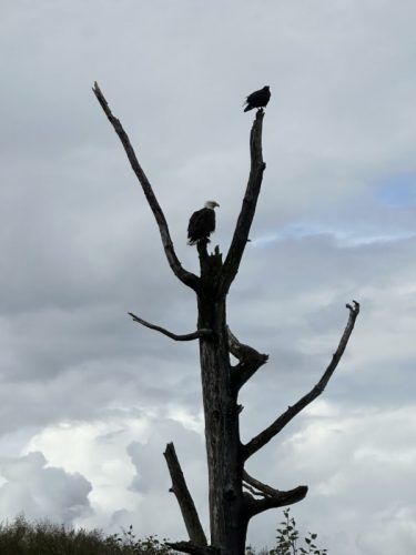 Alaska Land and Sea Trip AWCC and Glacier Discovery Train 100 rotated