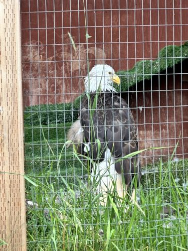 Alaska Land and Sea Trip AWCC and Glacier Discovery Train 90 rotated