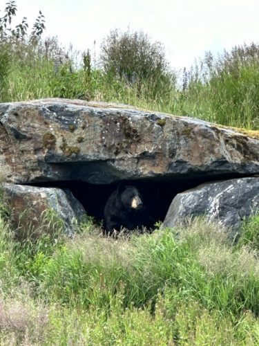 Alaska Land and Sea Trip AWCC and Glacier Discovery Train 98 rotated