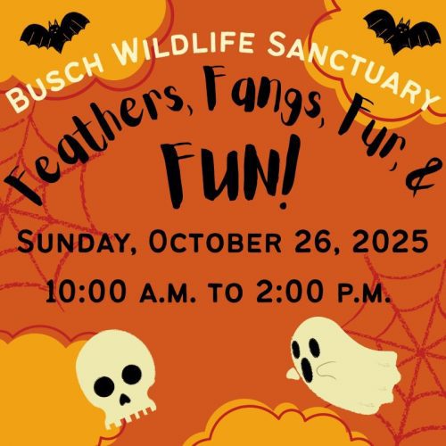 Halloween events in South Florida- Flyer for Busch Wildlife Sanctuary's Feathers, Fangs, Fur and Fun event on Sunday, 10/26/25 Halloween events in South Florida- Flyer for Busch Wildlife Sanctuary's Feathers, Fangs, Fur and Fun event on Sunday, 10/26/25